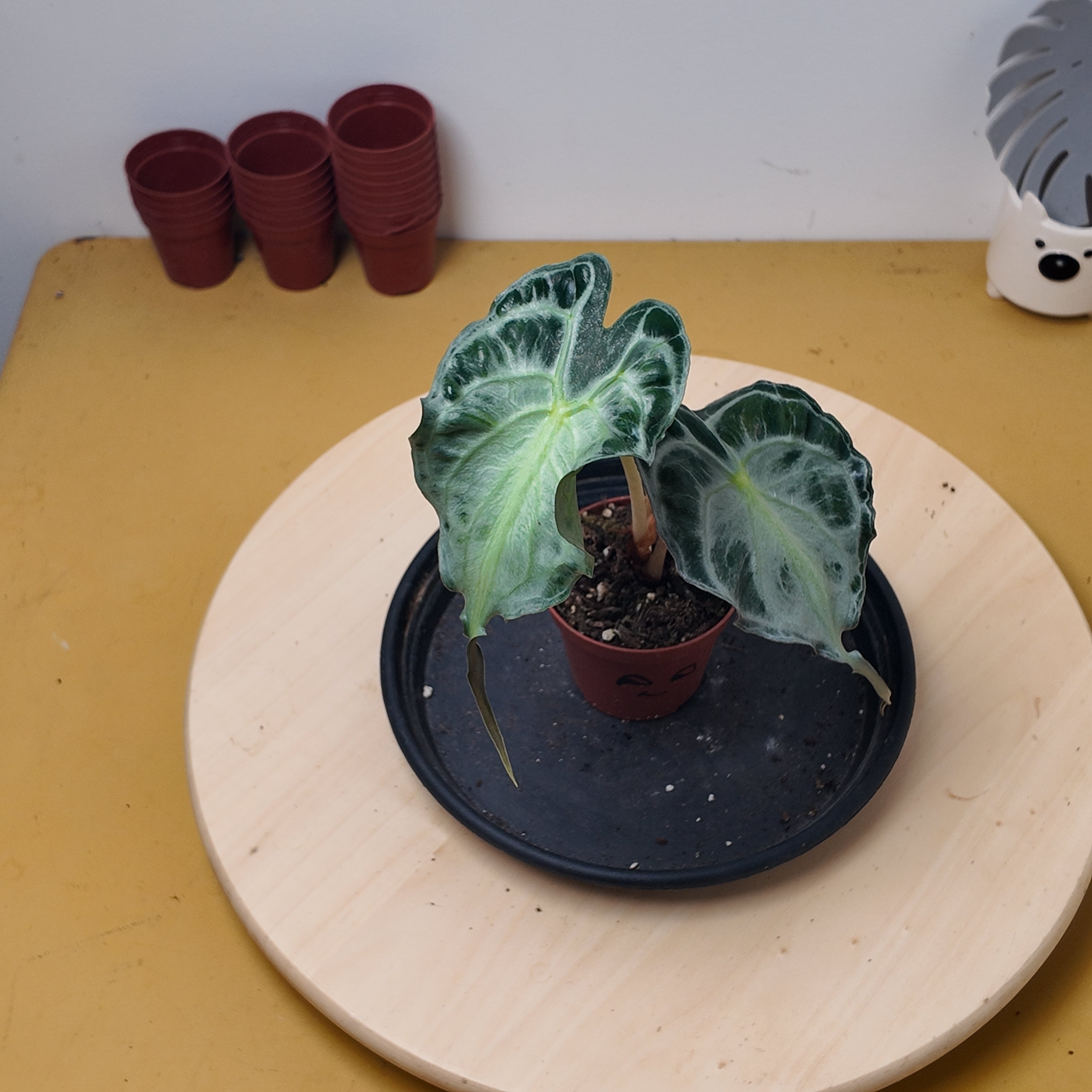 Alocasia 'Venom'
