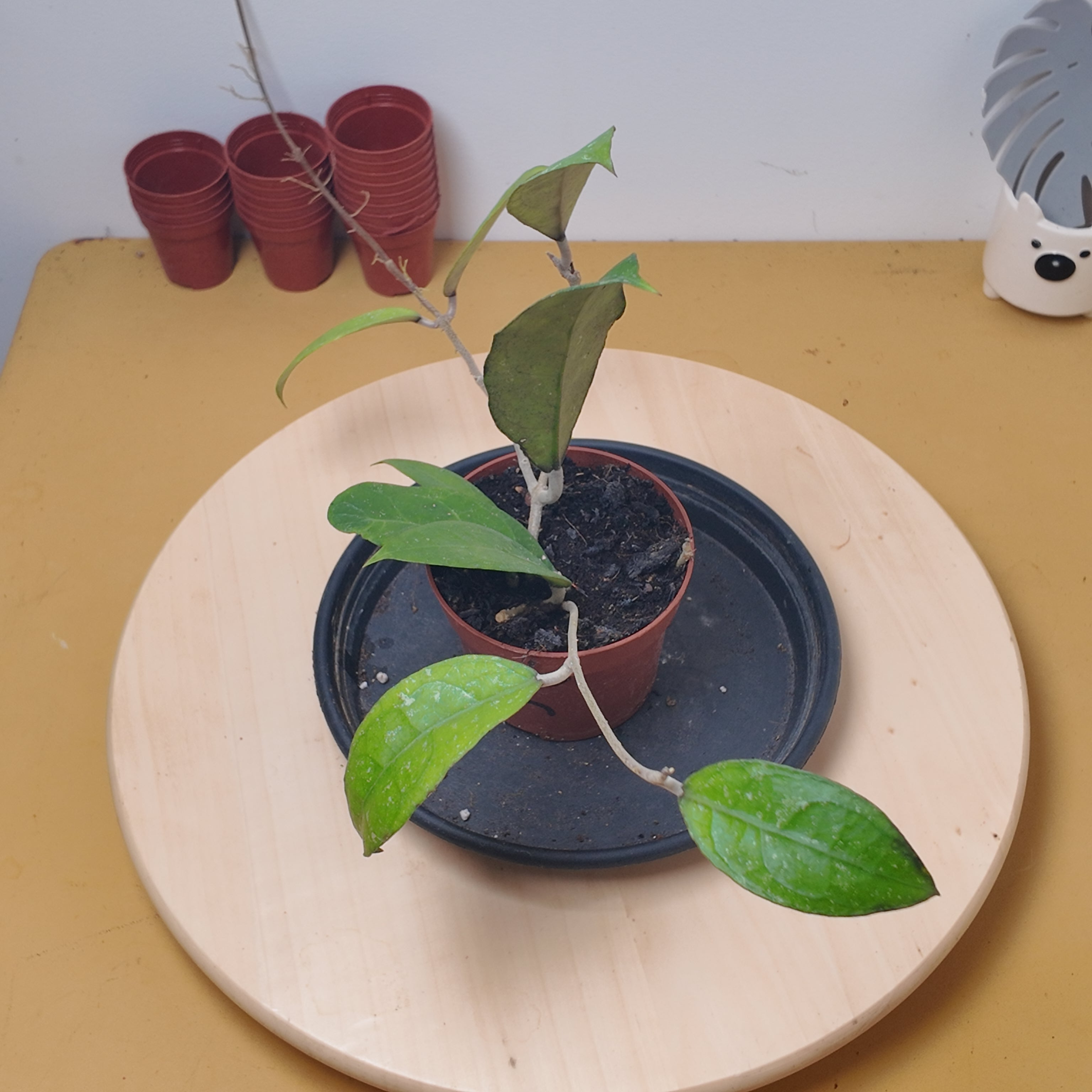 Hoya aff. vitellina