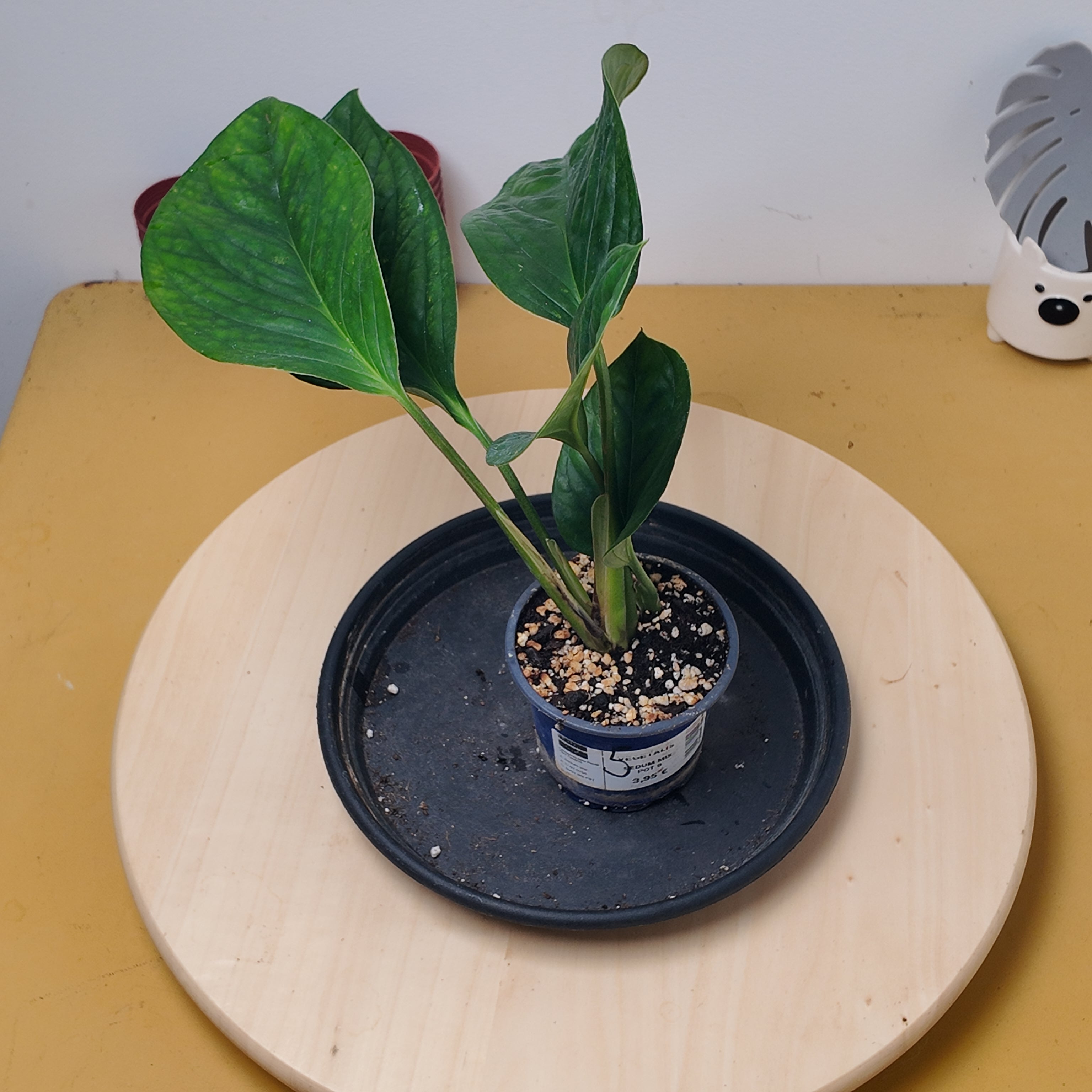 Monstera pinnatipartita