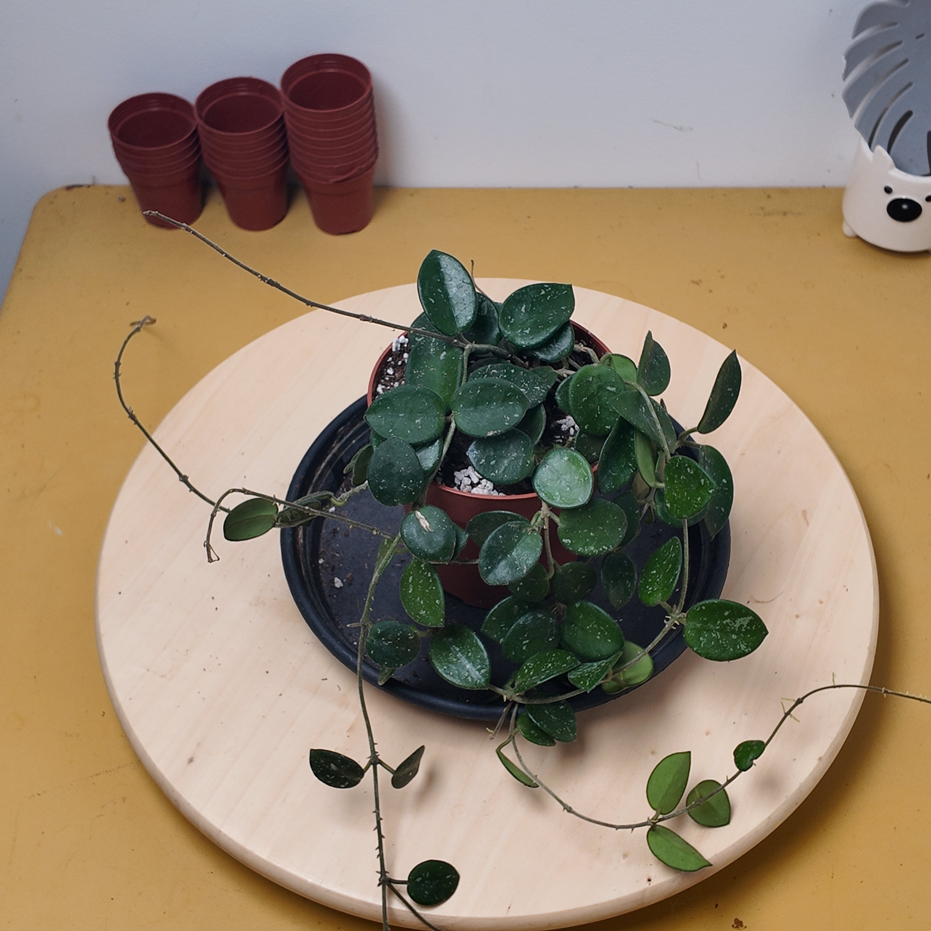 Hoya 'Mathilde'