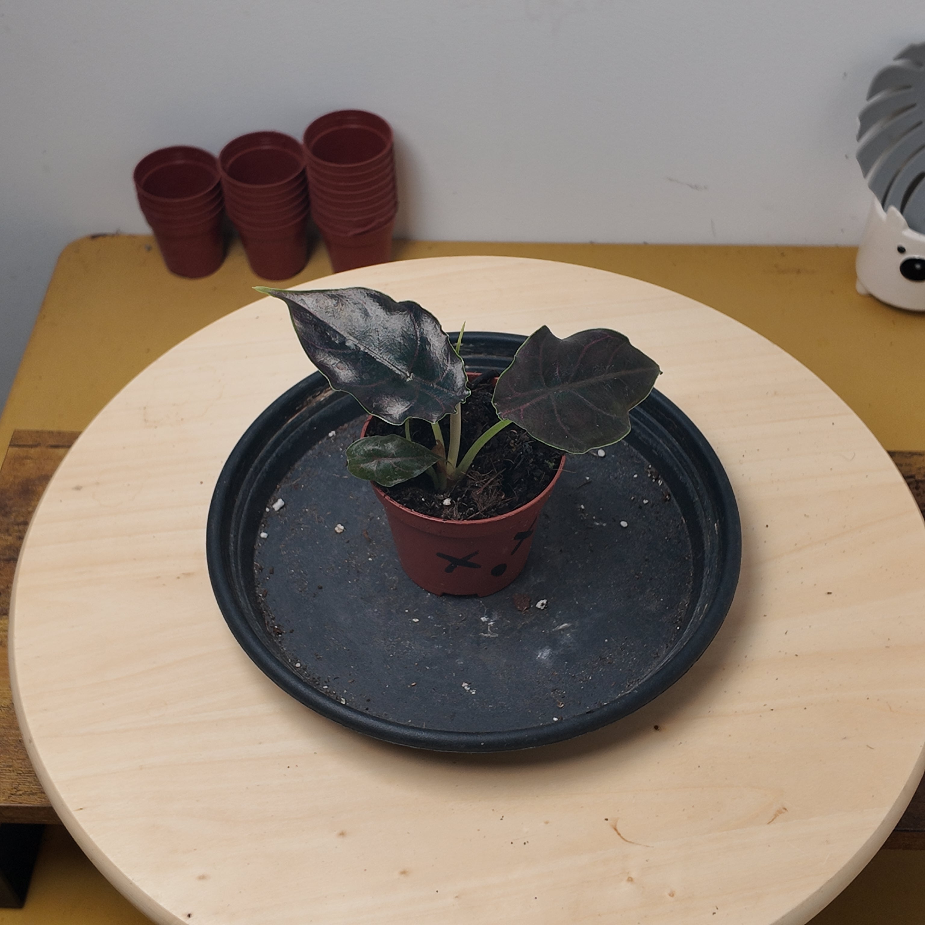 Alocasia azlanii