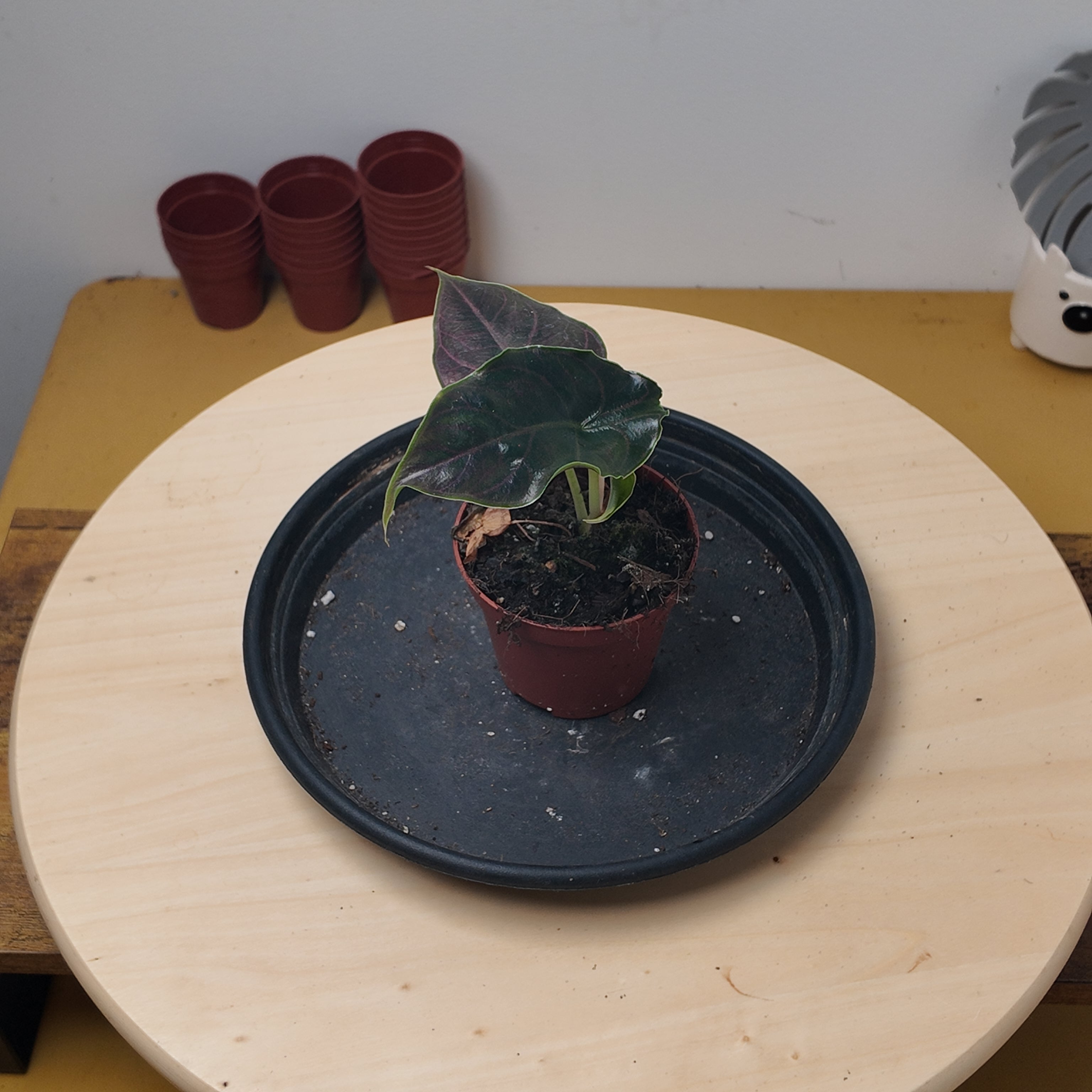 Alocasia azlanii