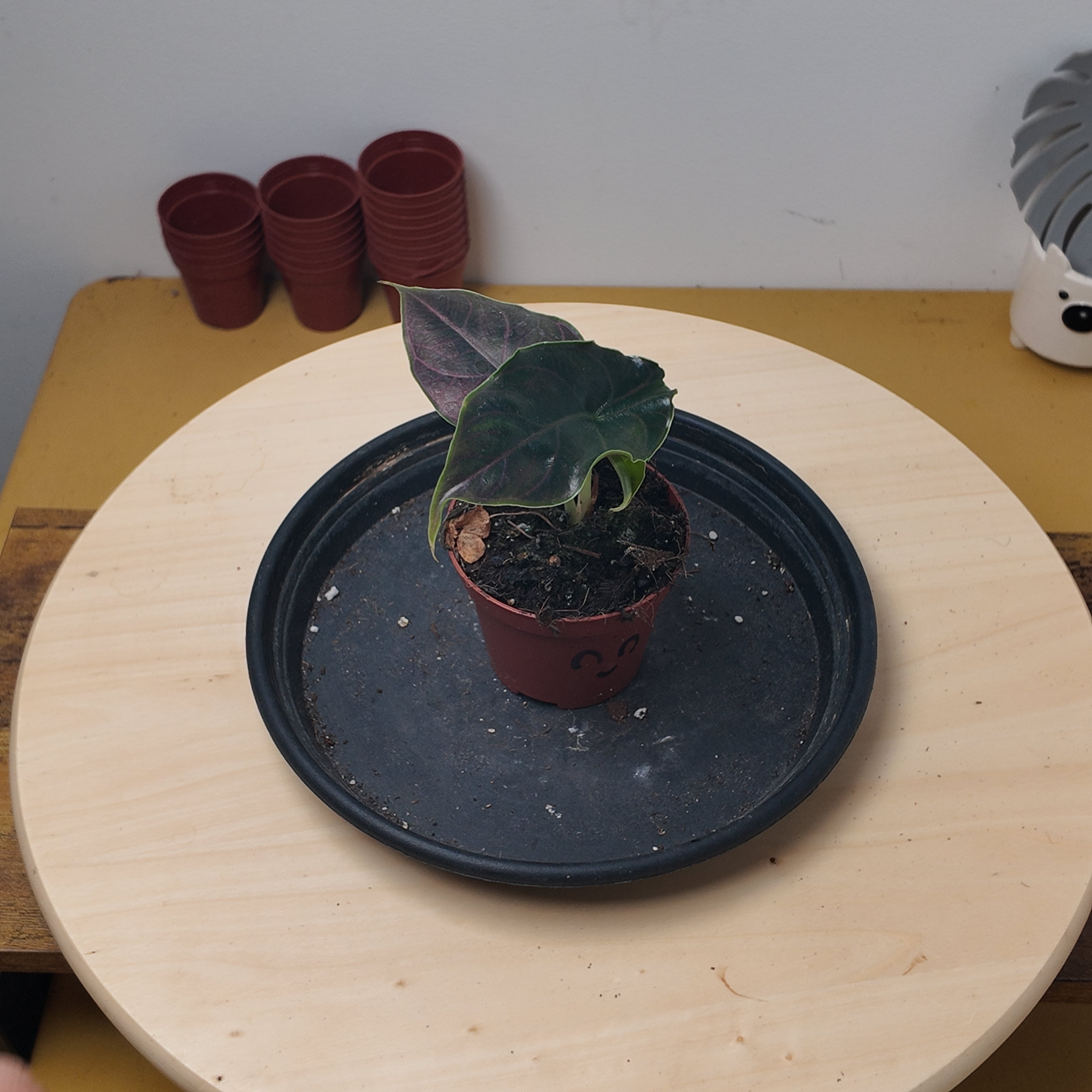 Alocasia azlanii