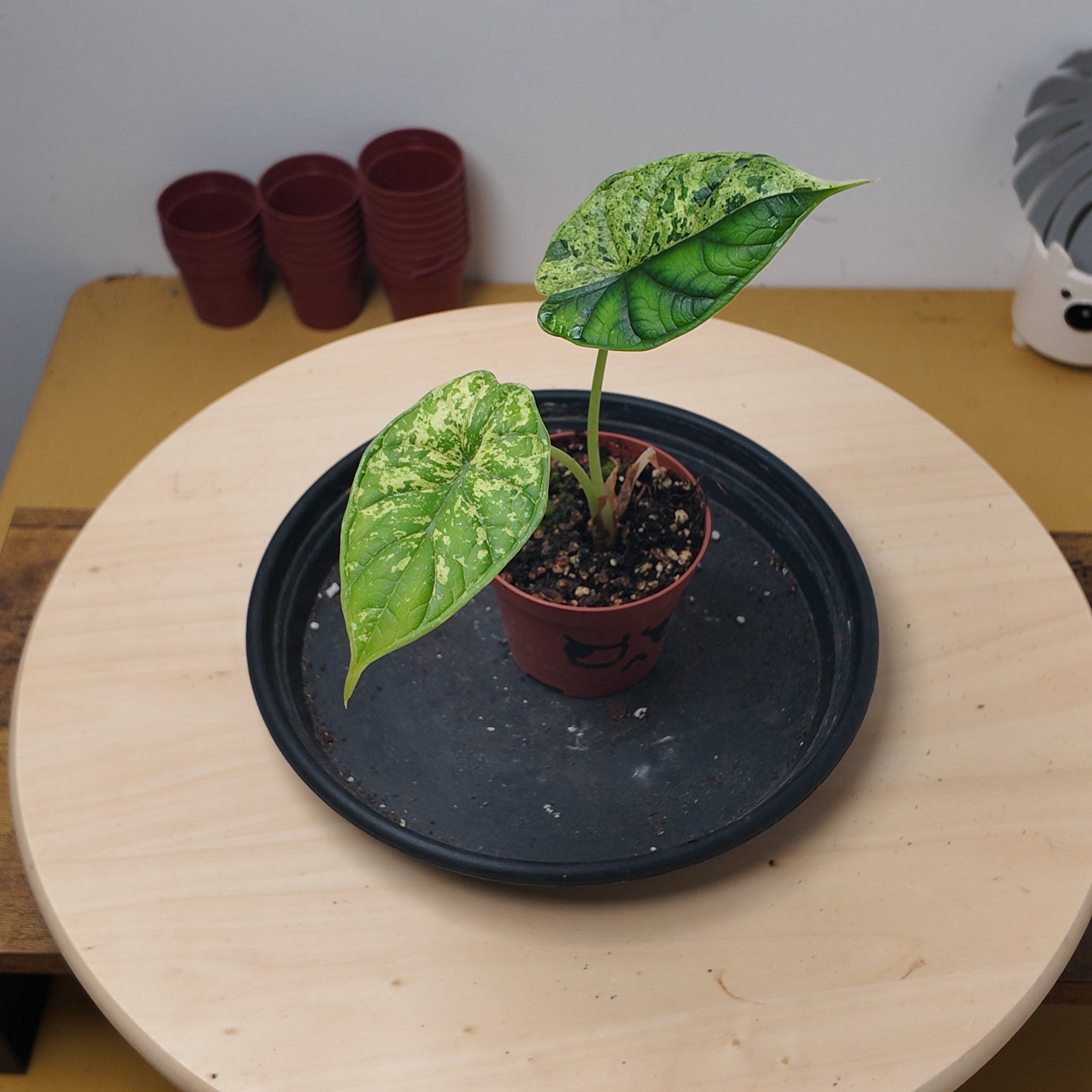 Alocasia dragon scale mint