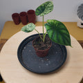 Alocasia dragon scale mint