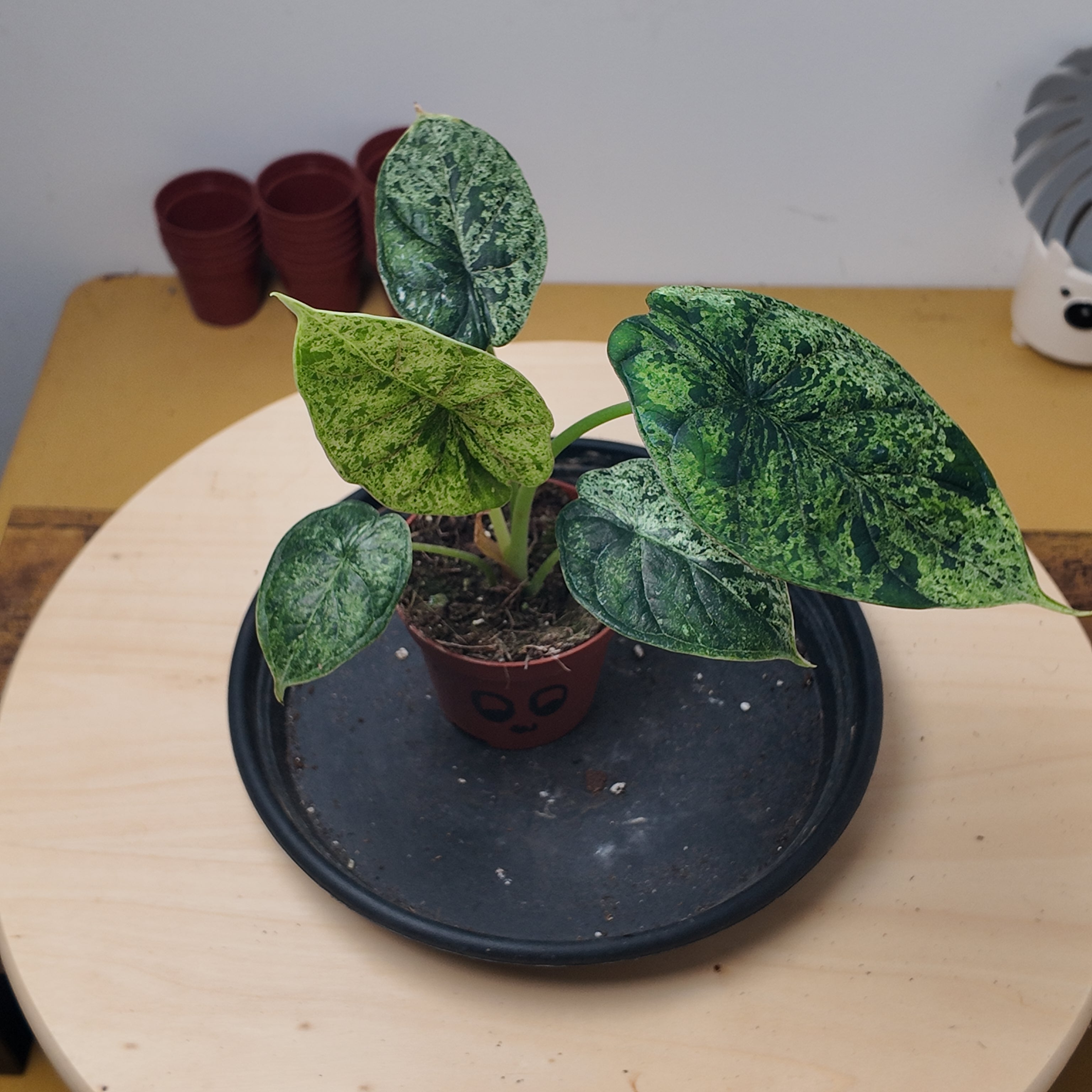 Alocasia dragon scale mint