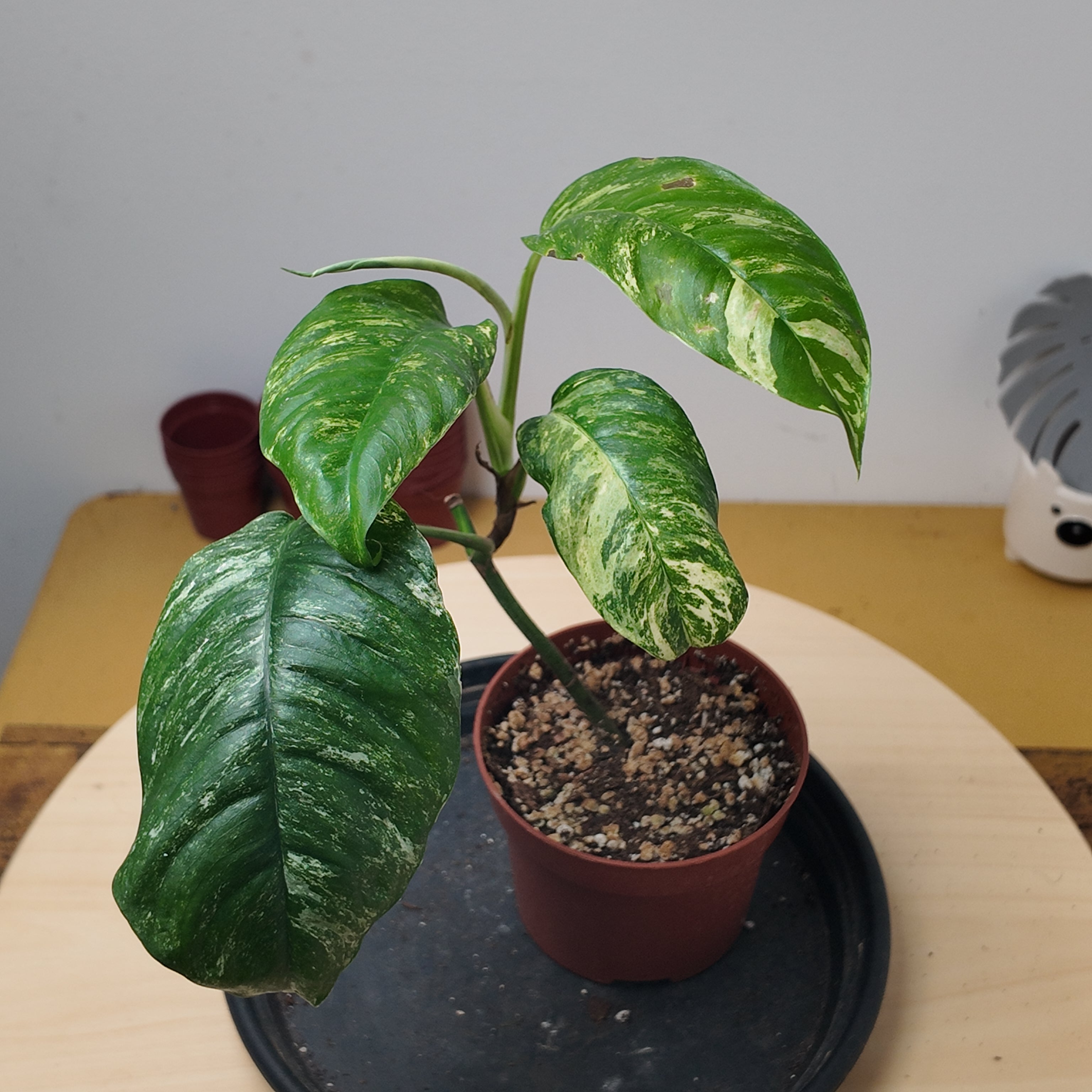 Rhaphidophora puberula 'Variegata