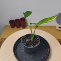 Epipremnum Amplissimum AUREA