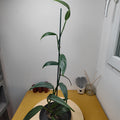 Epipremnum Amplissimum silver stripe
