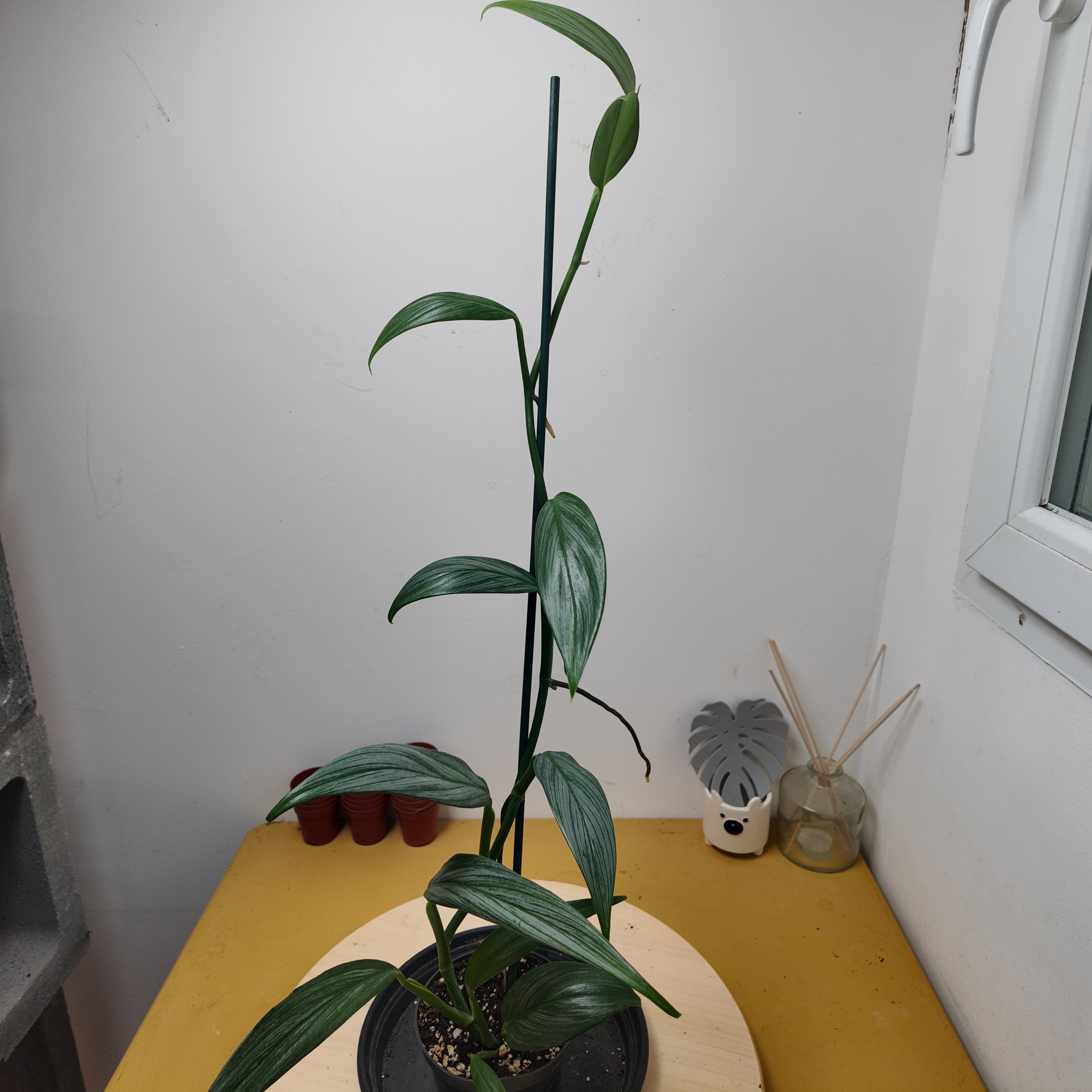 Epipremnum Amplissimum silver stripe