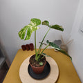 Monstera thai constellation