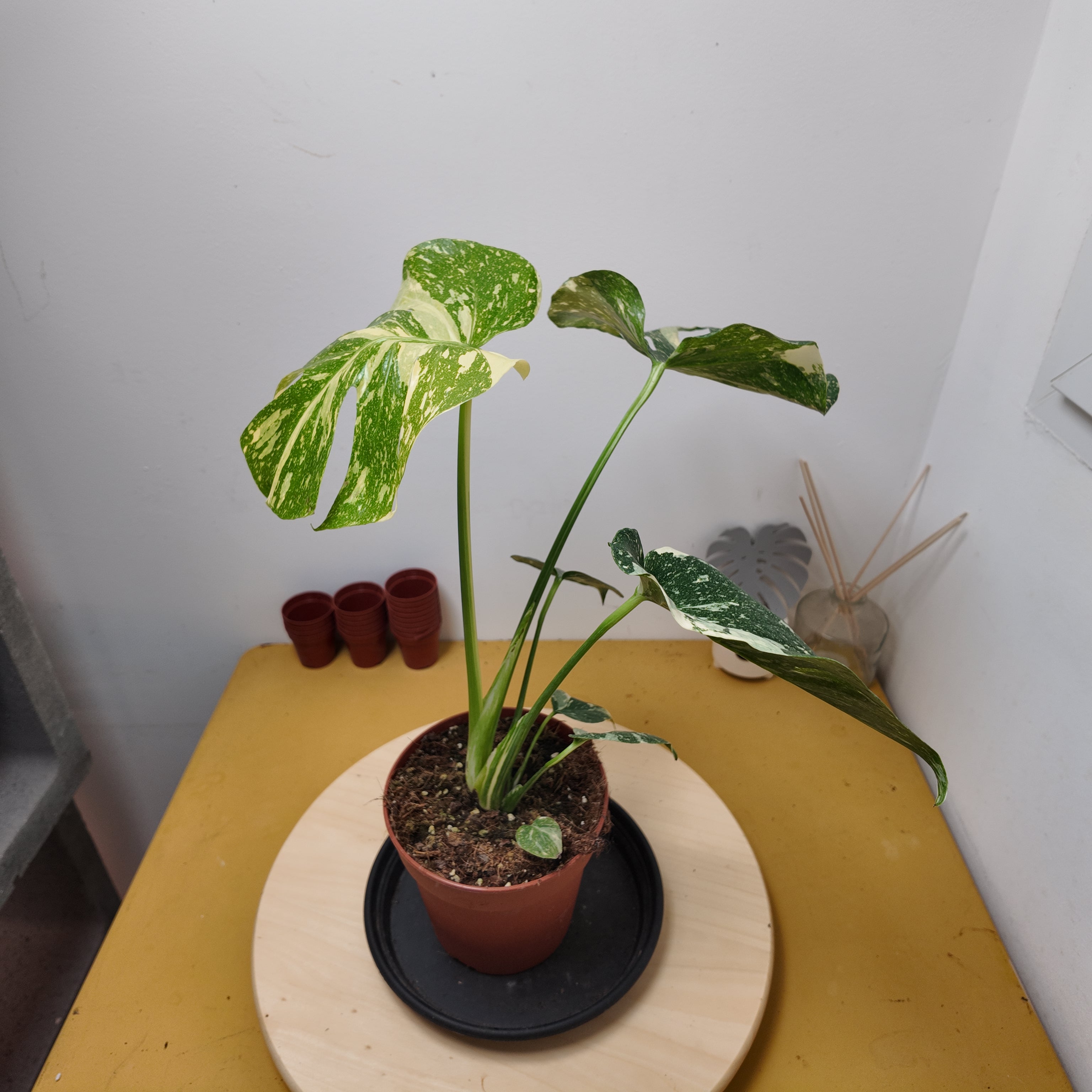 Monstera thai constellation