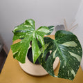 Monstera thai constellation
