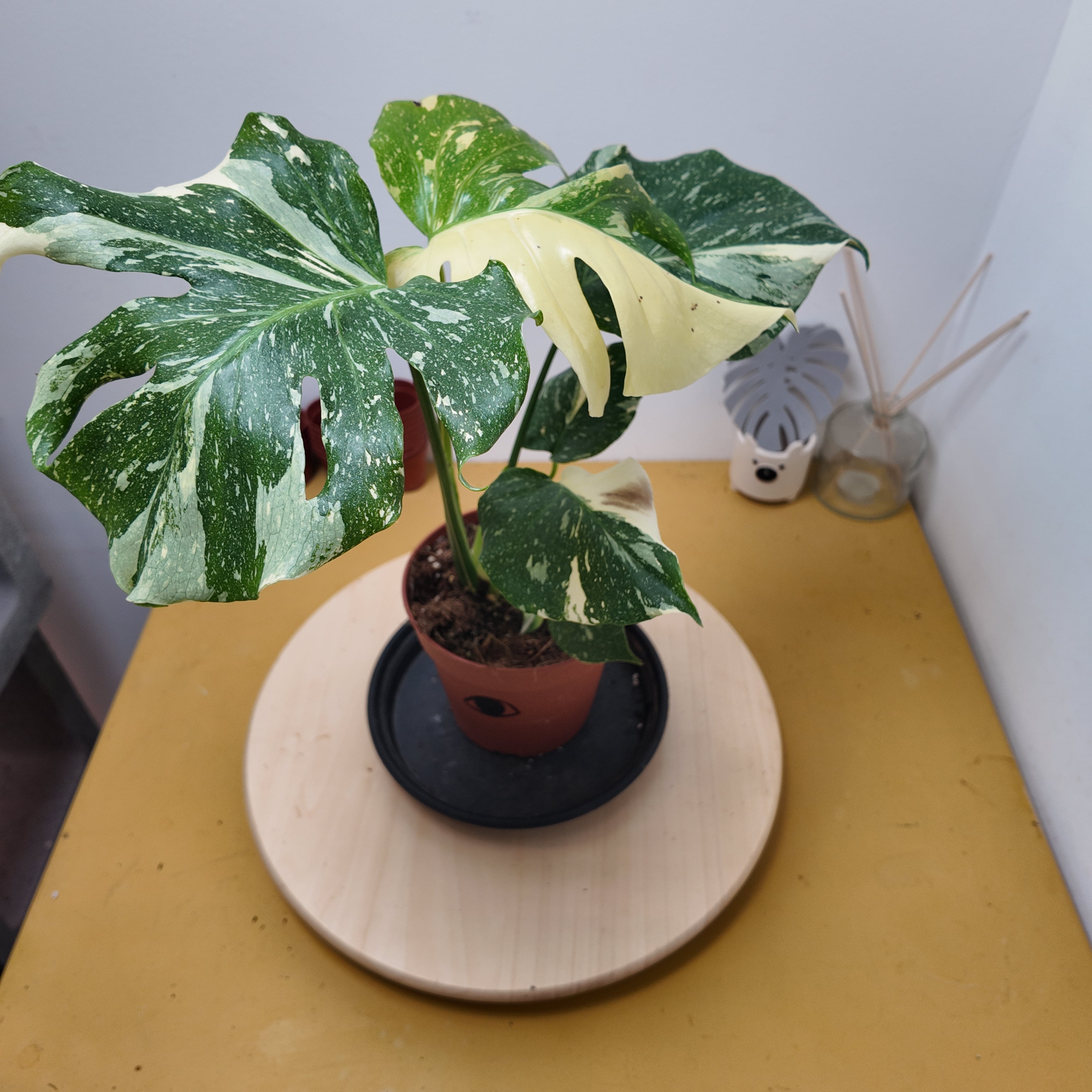 Monstera thai constellation