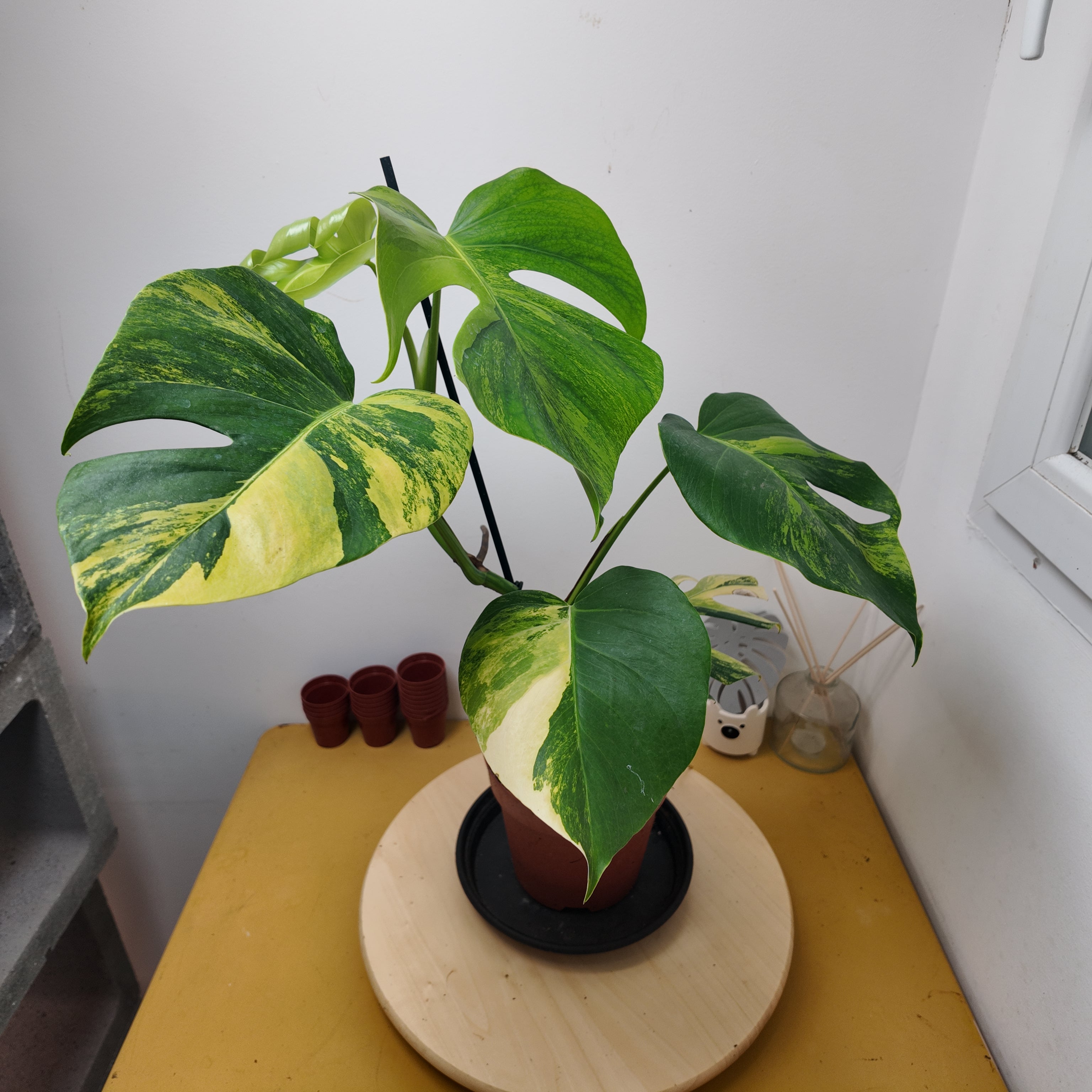 Monstera aurea