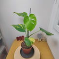 Monstera aurea