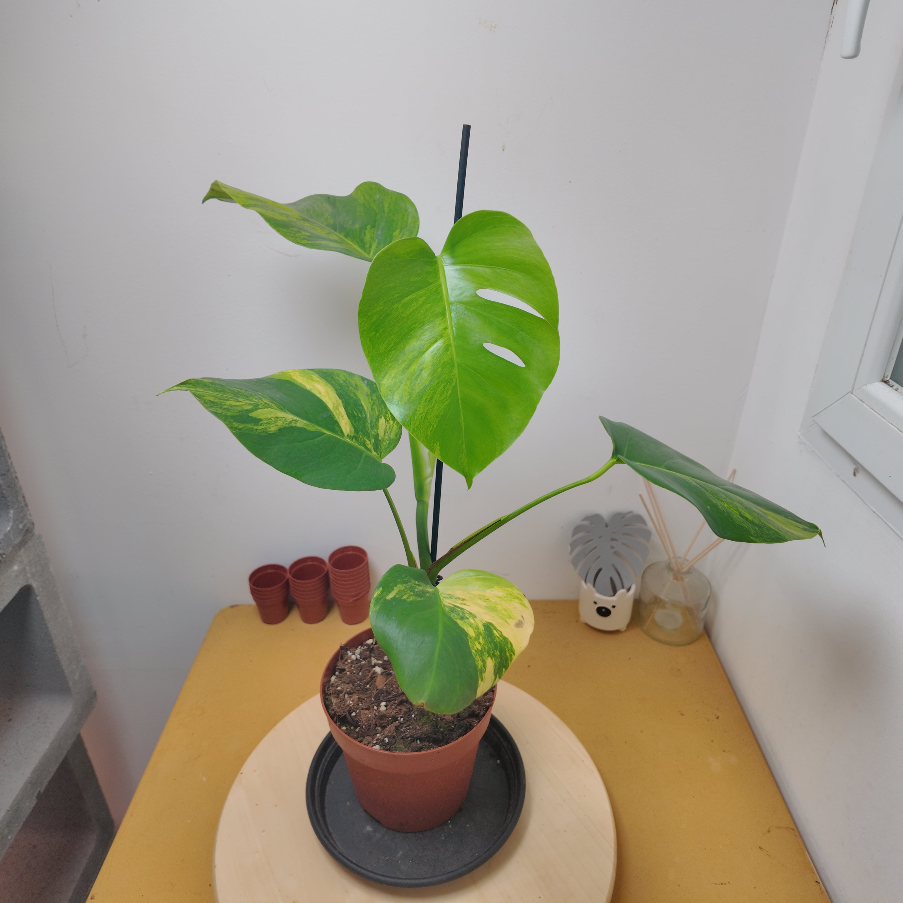 Monstera aurea
