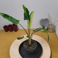 Alocasia lauterbachiana 'Variegata aurea '