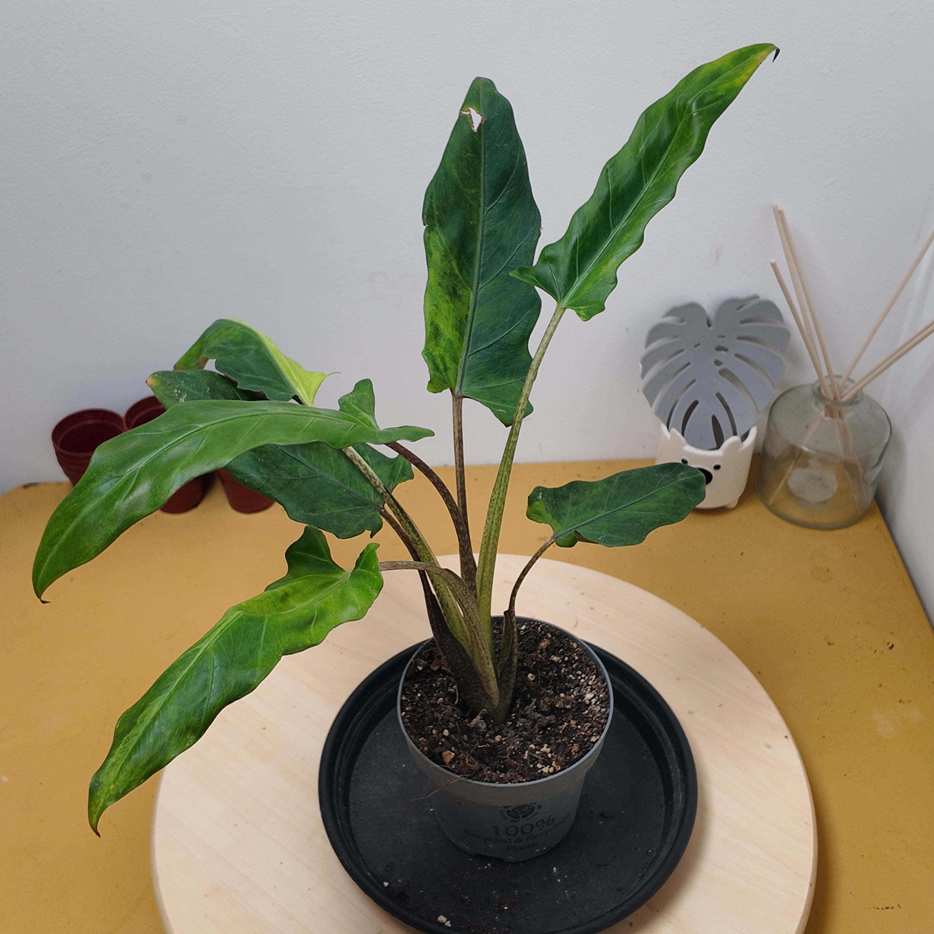 Alocasia lauterbachiana 'Variegata aurea '