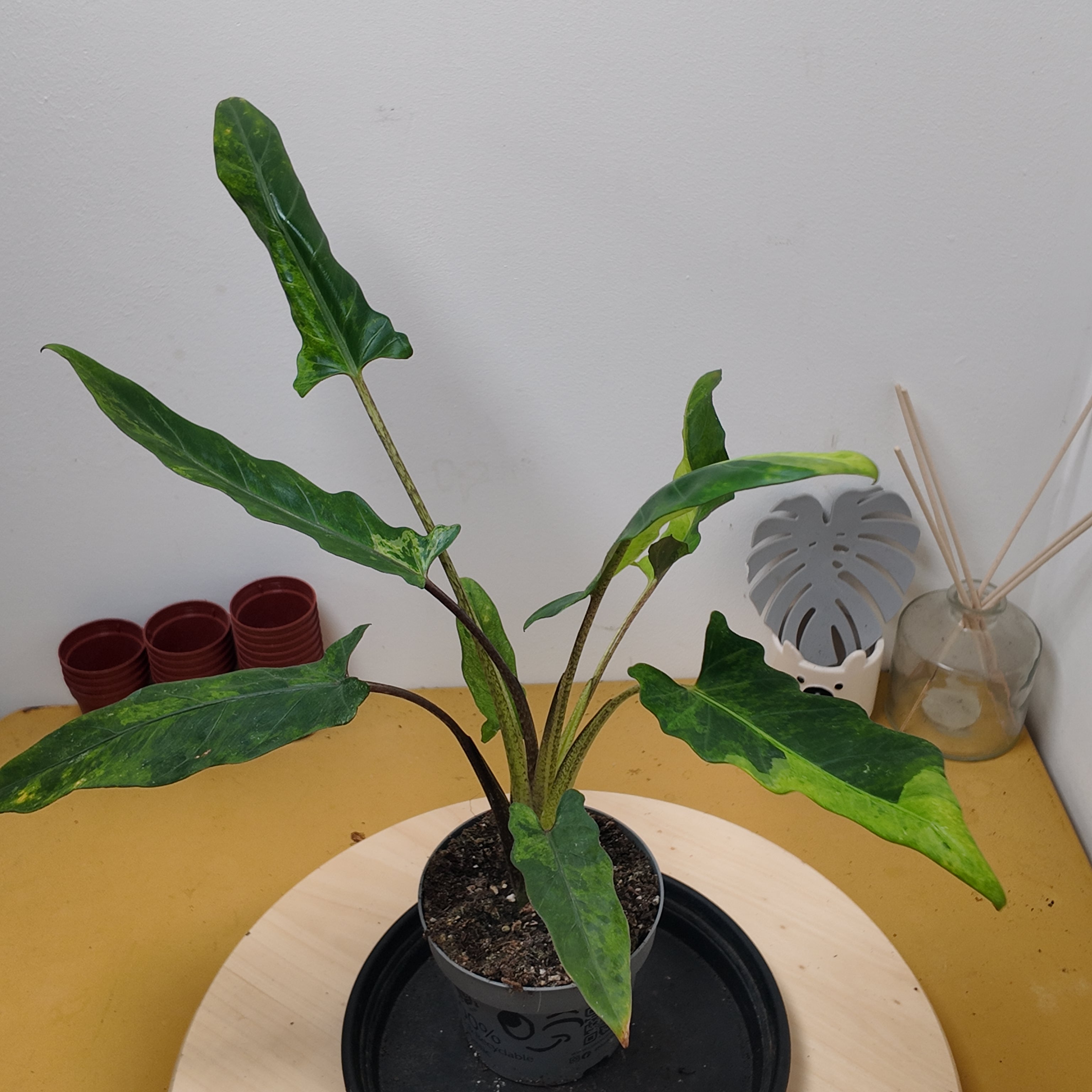 Alocasia lauterbachiana 'Variegata aurea '