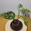 Monstera adansonii indonesian marble