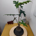Alocasia jacklyn