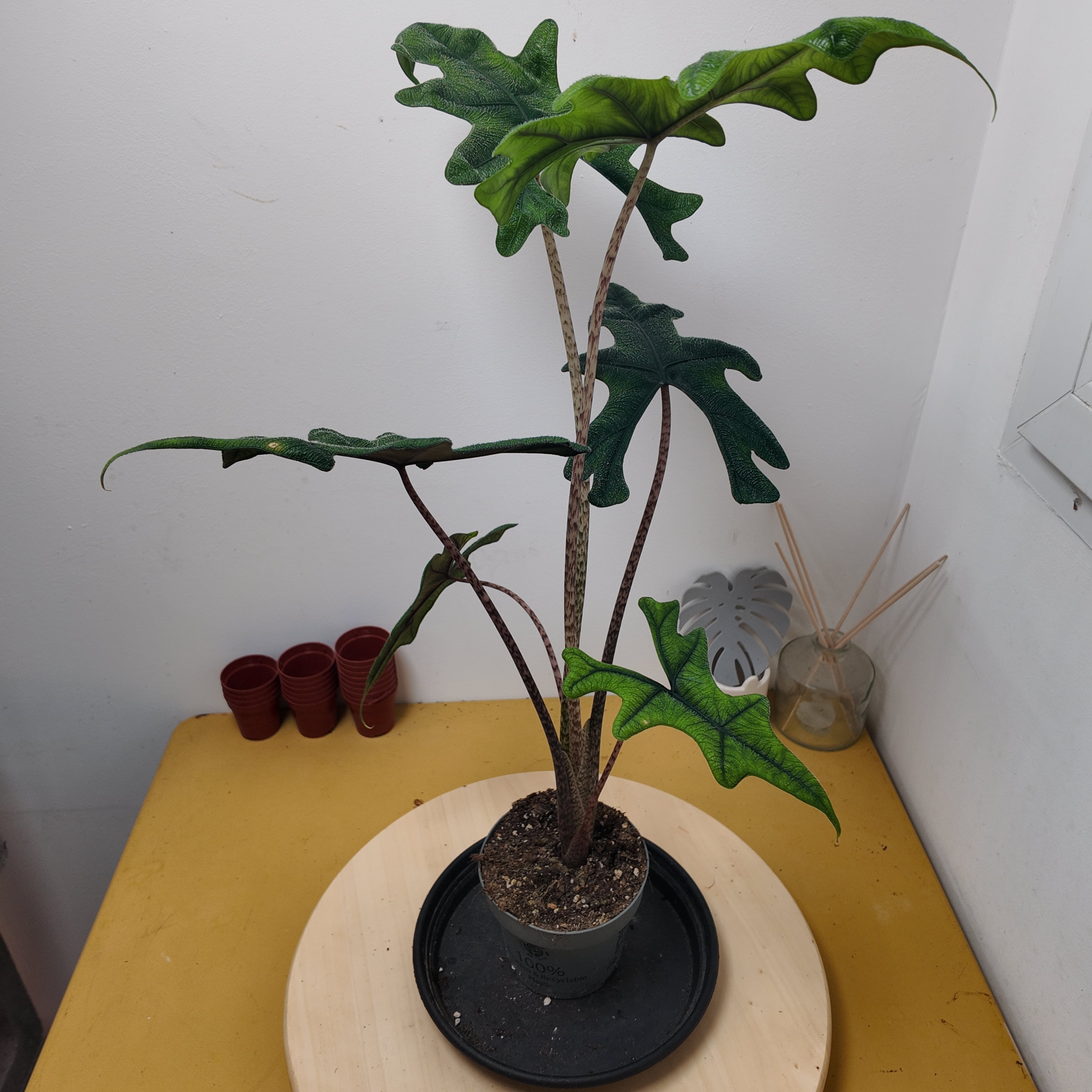 Alocasia jacklyn