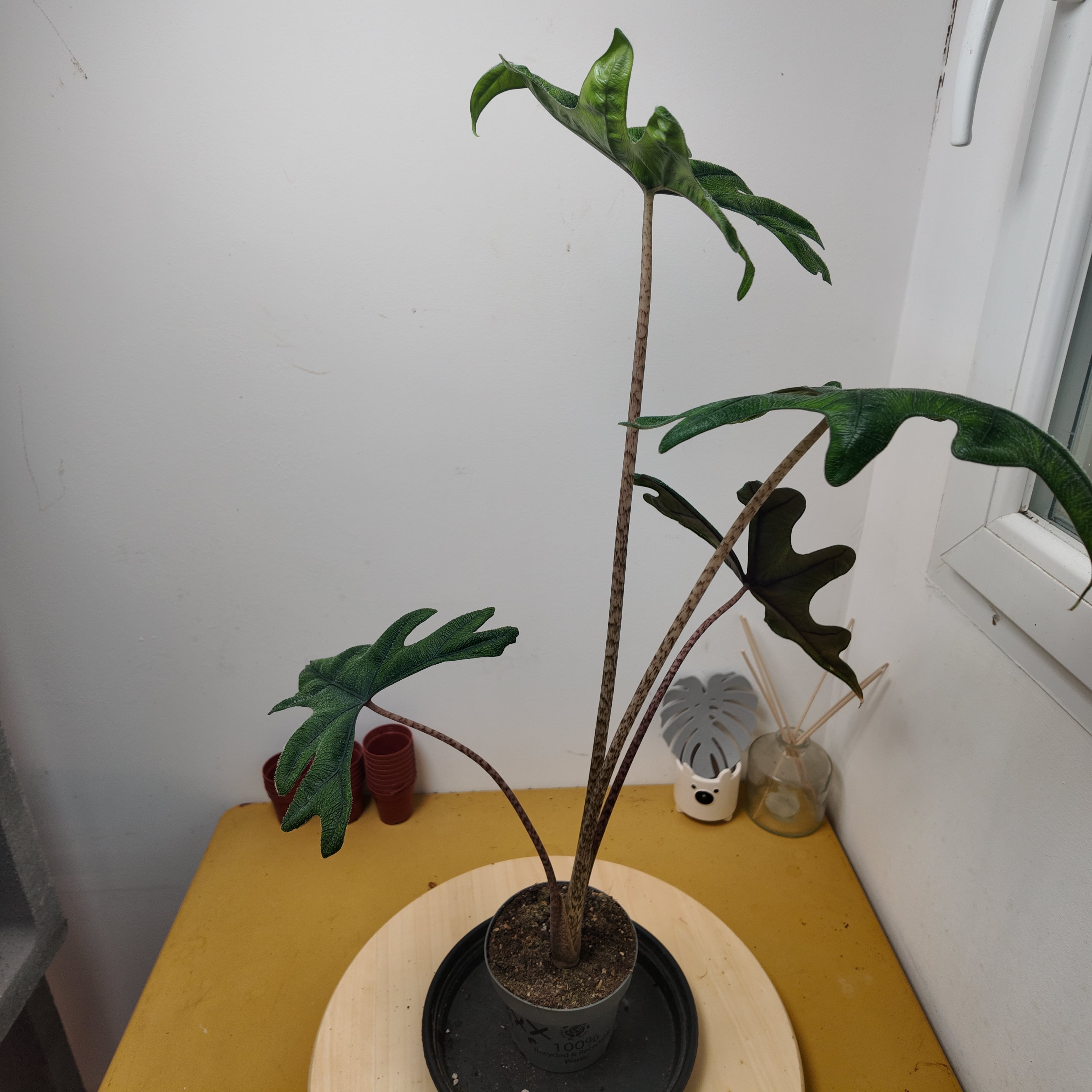 Alocasia jacklyn