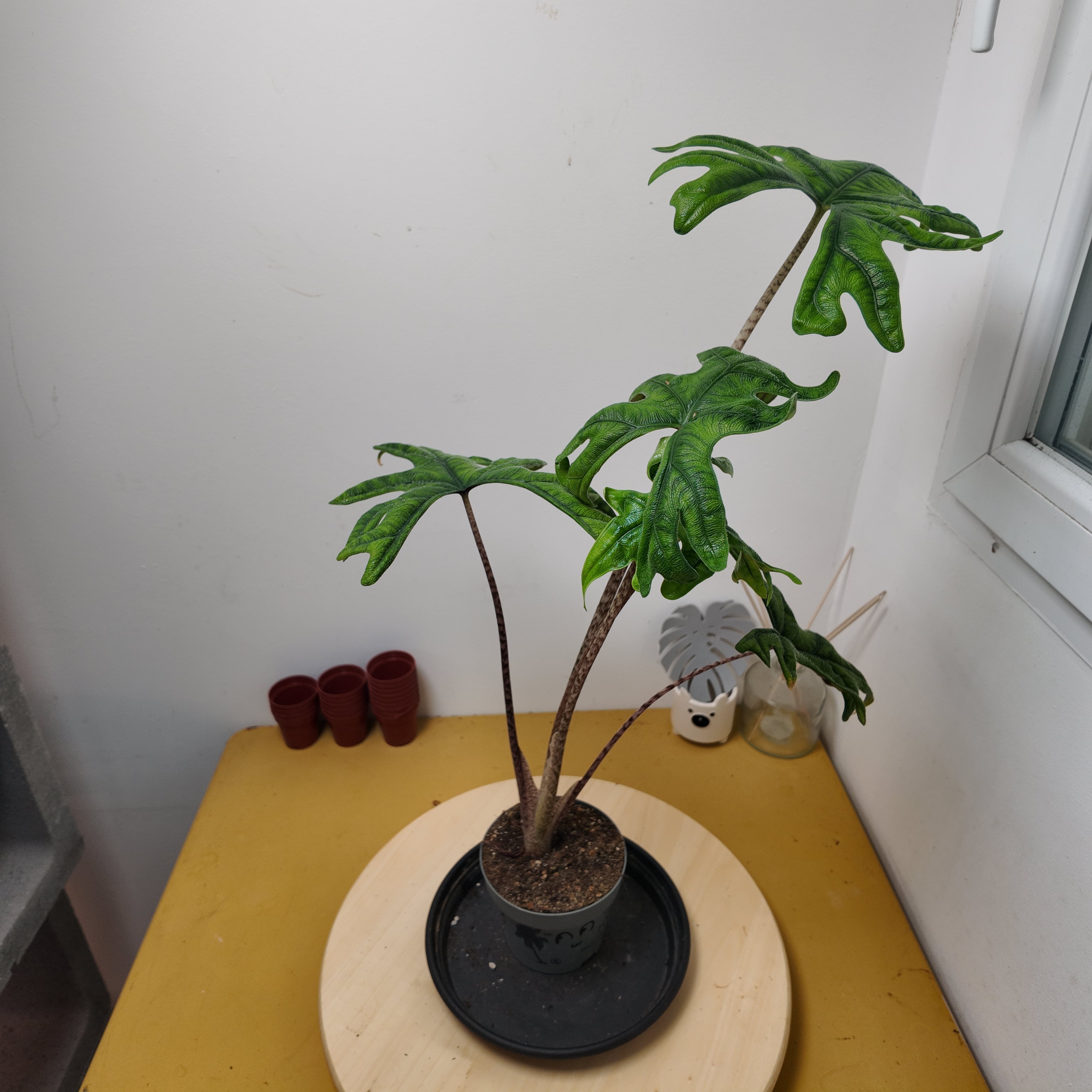 Alocasia jacklyn