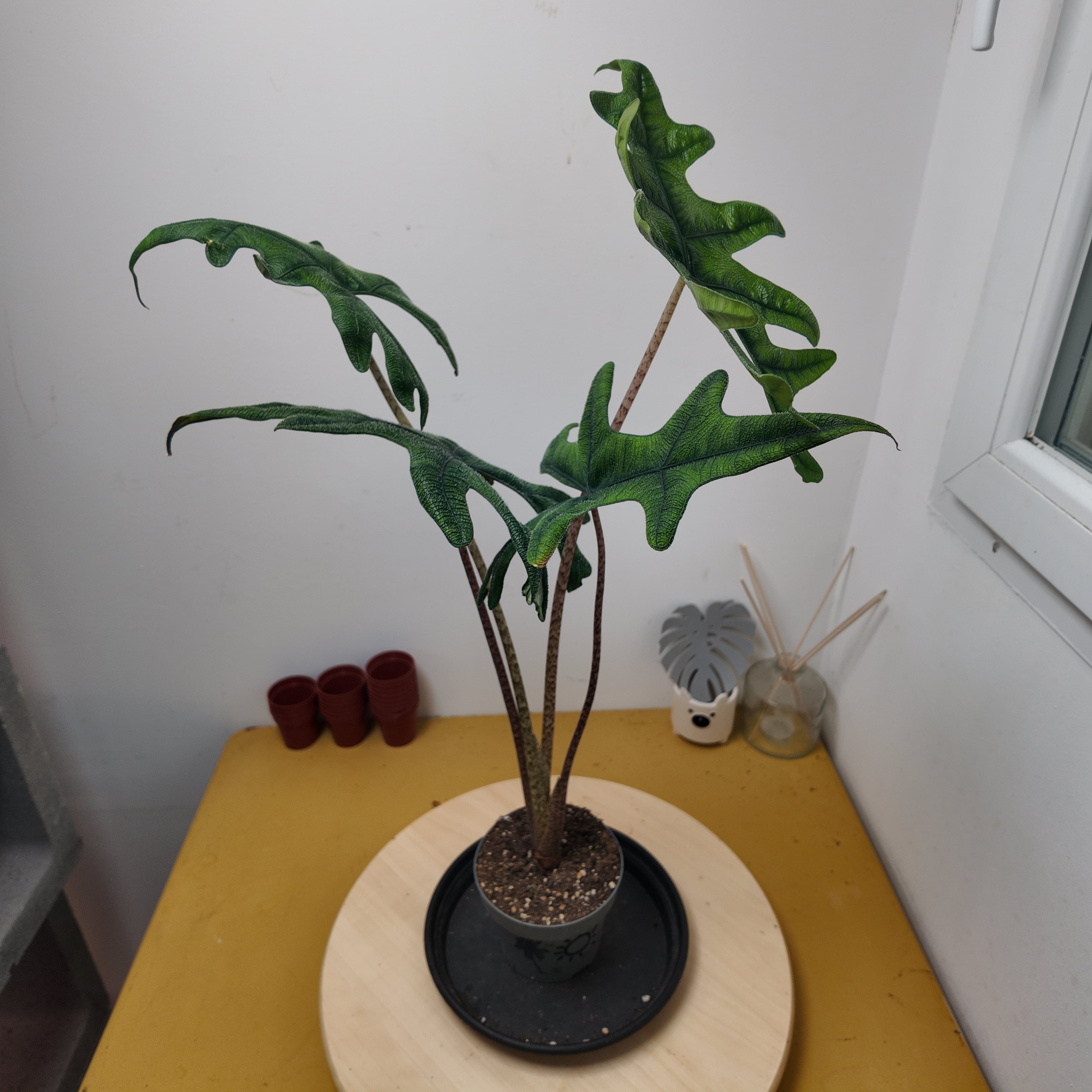 Alocasia jacklyn