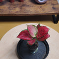 Aglaonema 'Red Zircon'