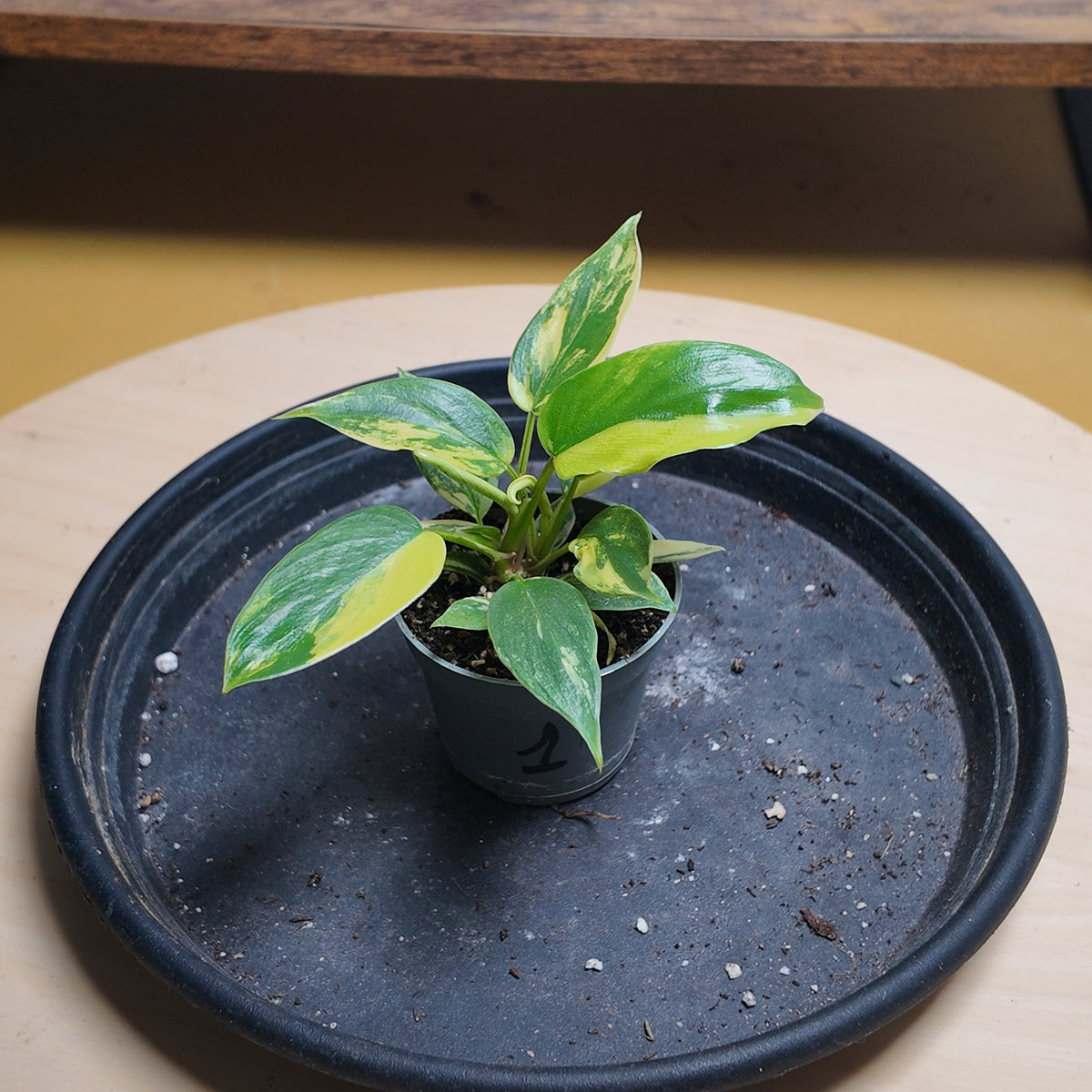 Philodendron florida beauty