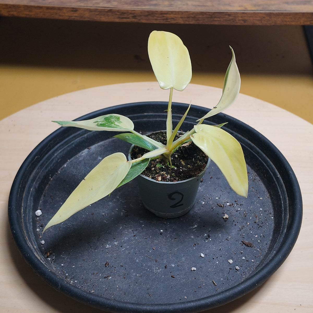 Philodendron florida beauty