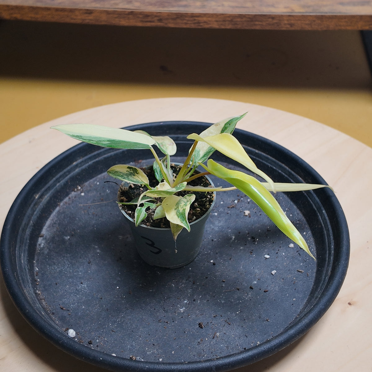 Philodendron florida beauty