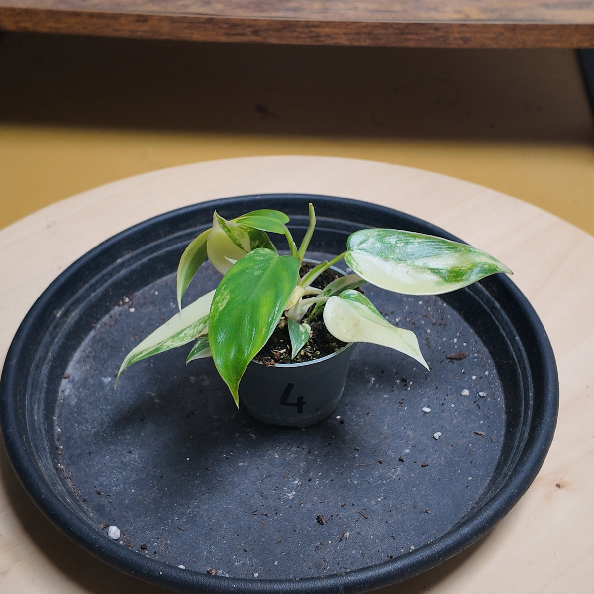 Philodendron florida beauty