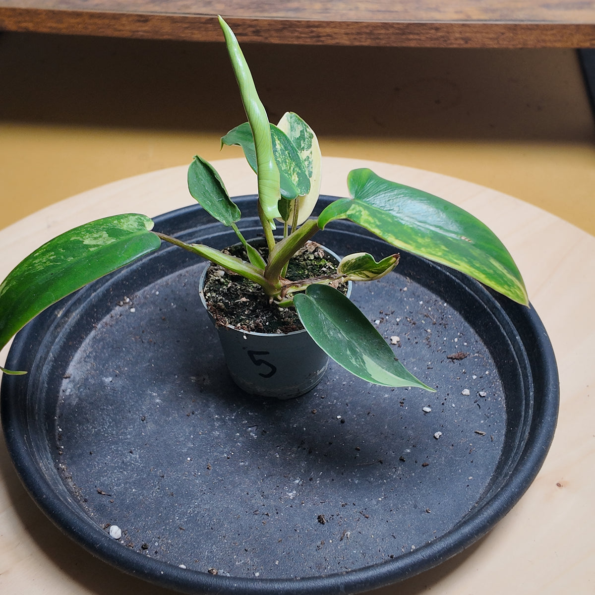 Philodendron florida beauty