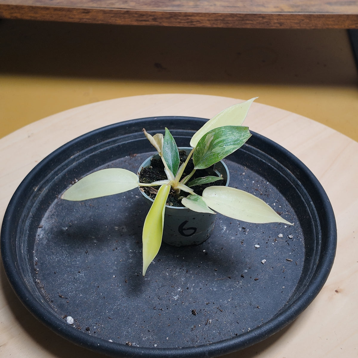 Philodendron florida beauty