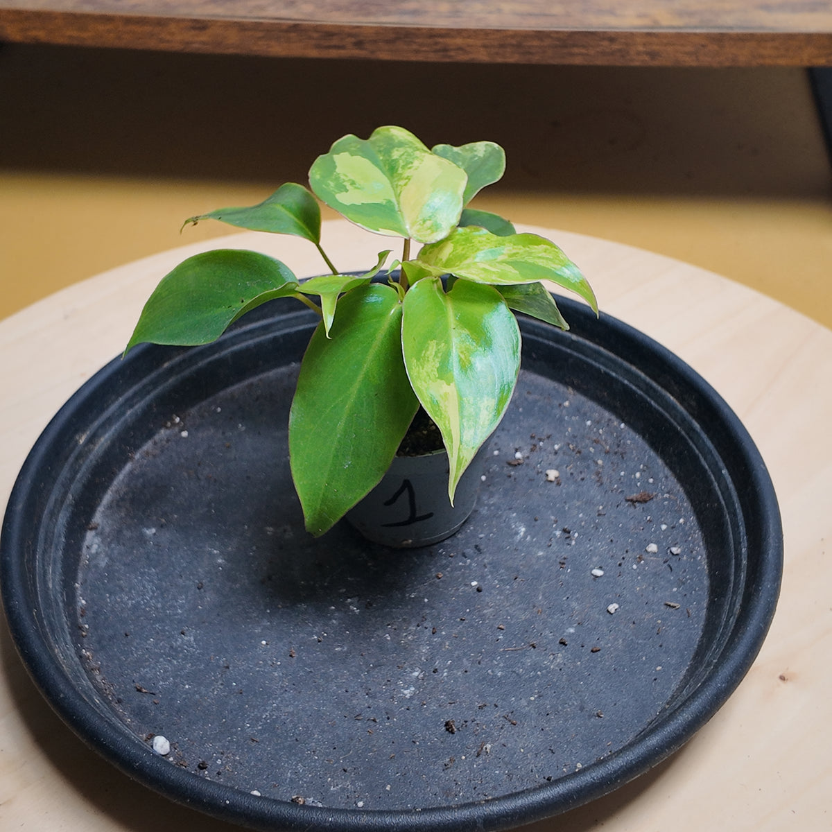 Philodendron burle marx variegata