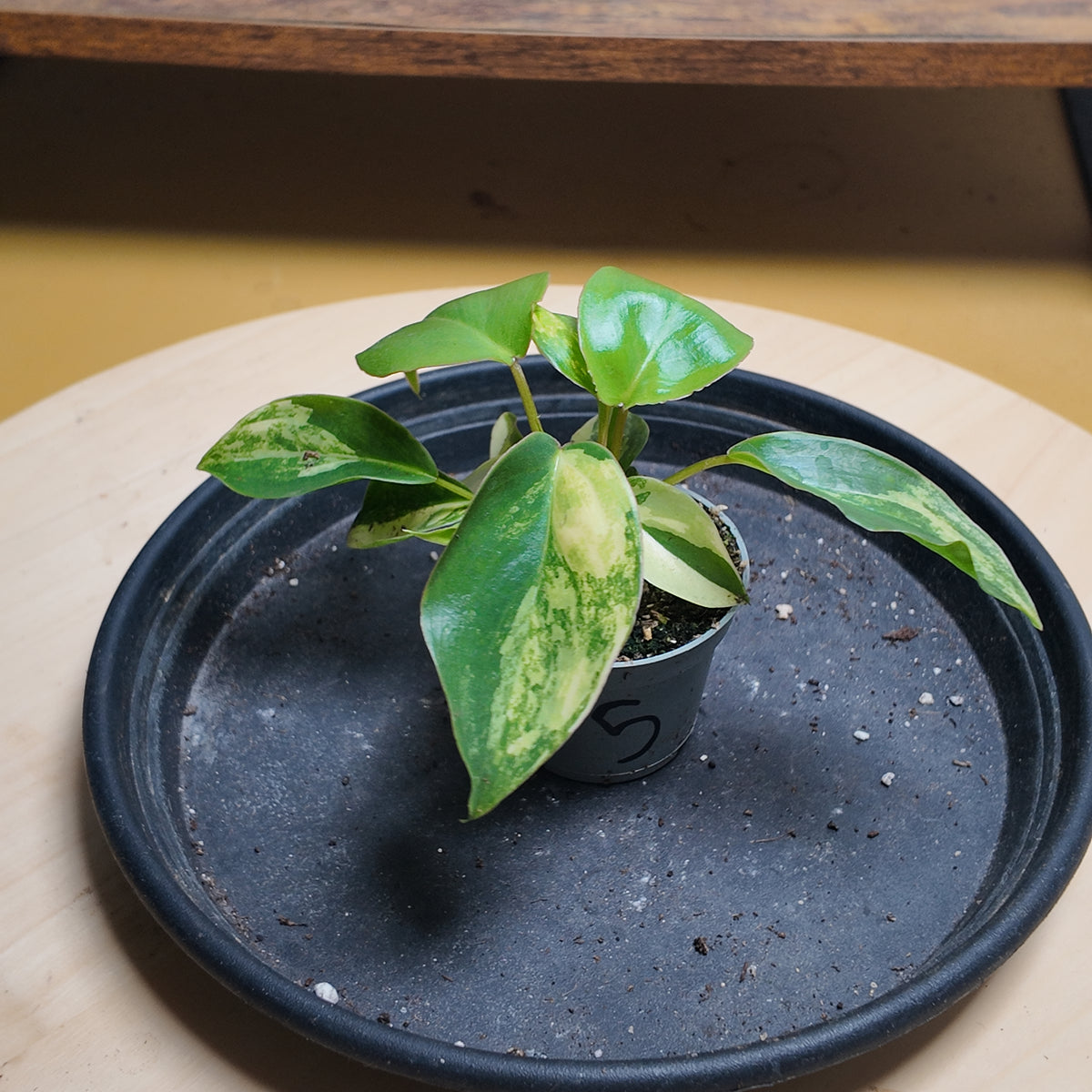 Philodendron burle marx variegata