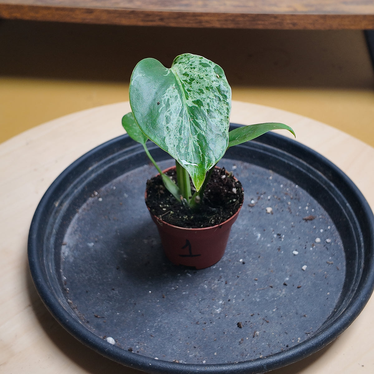 Monstera deliciosa 'Bulbasaur'