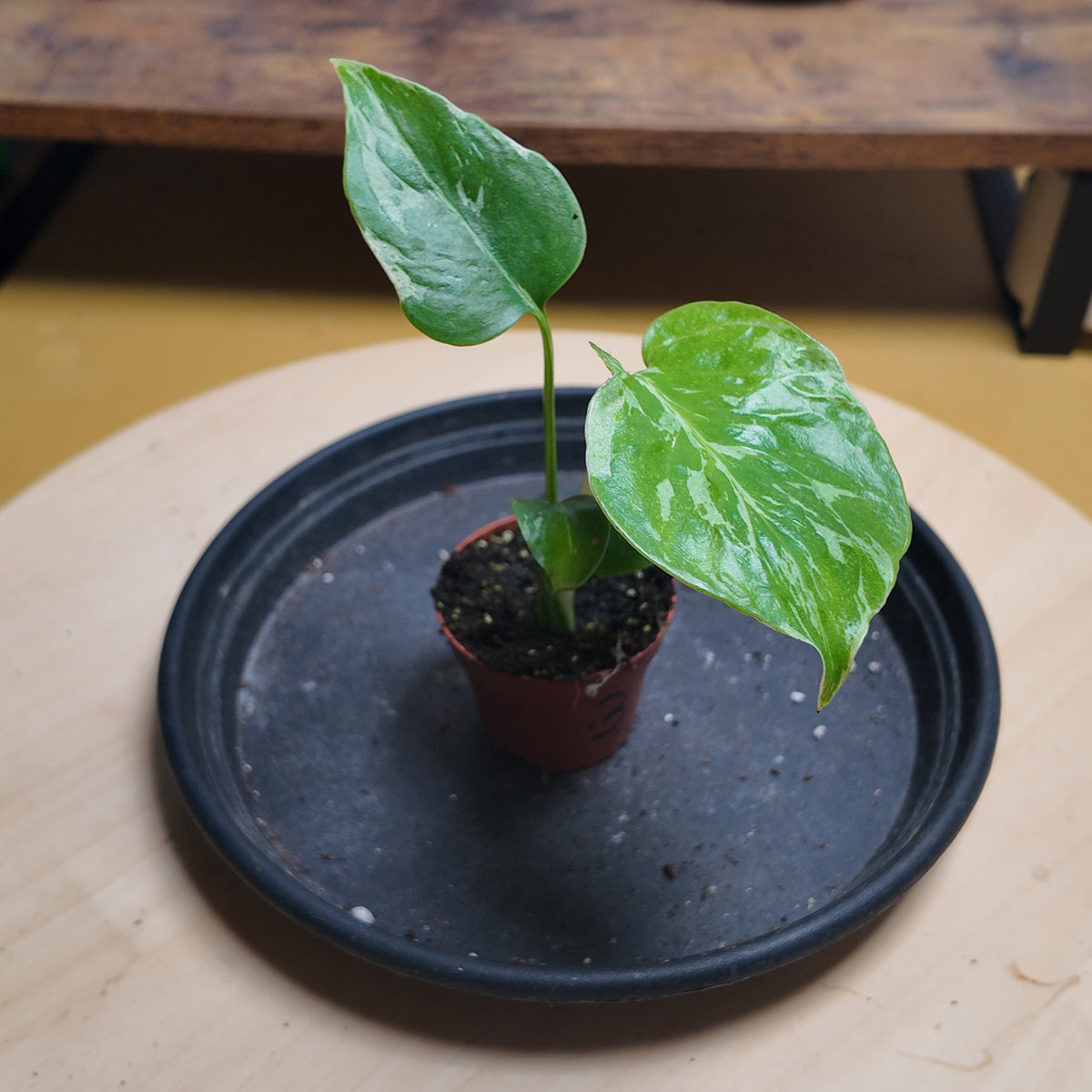 Monstera deliciosa 'Bulbasaur'