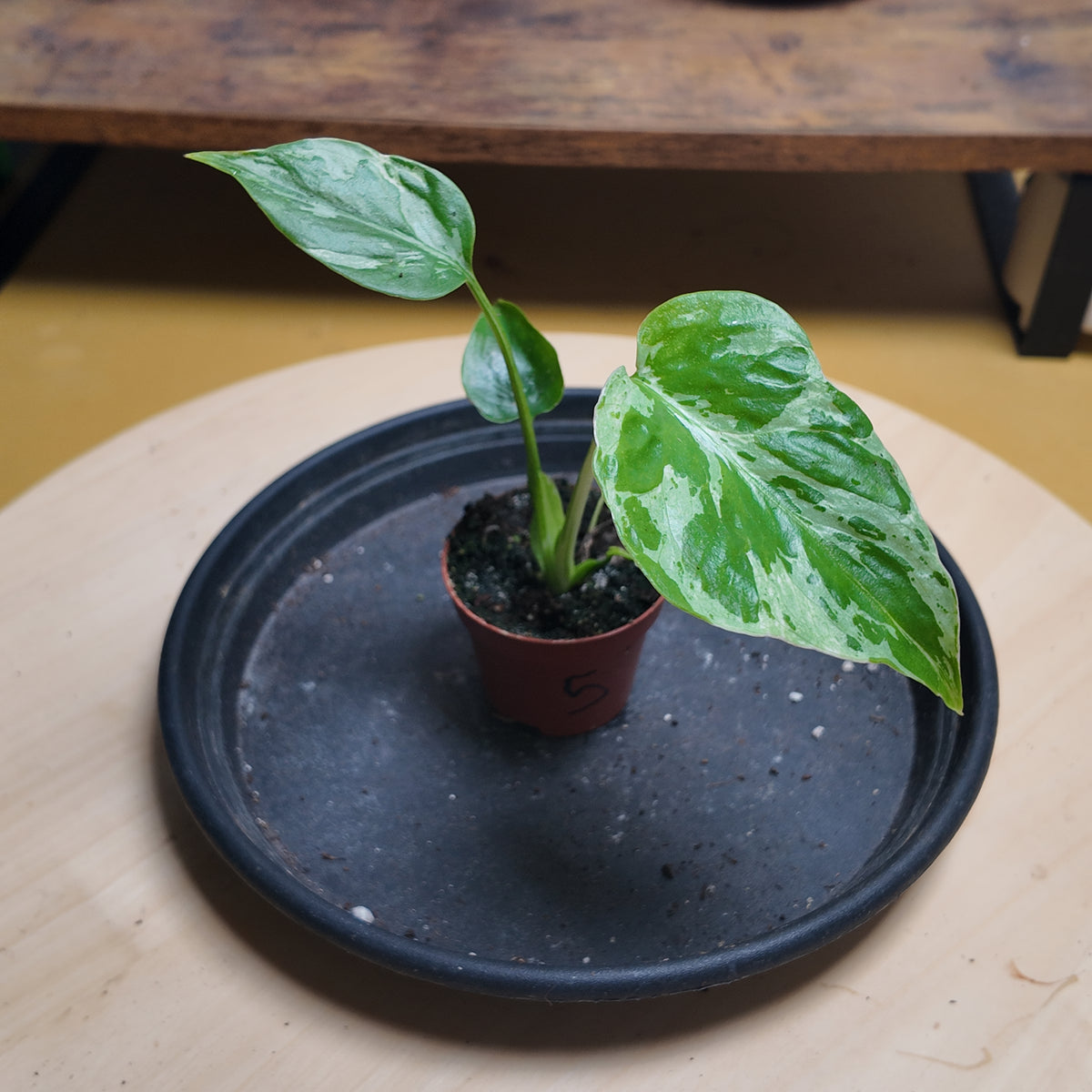 Monstera deliciosa 'Bulbasaur'