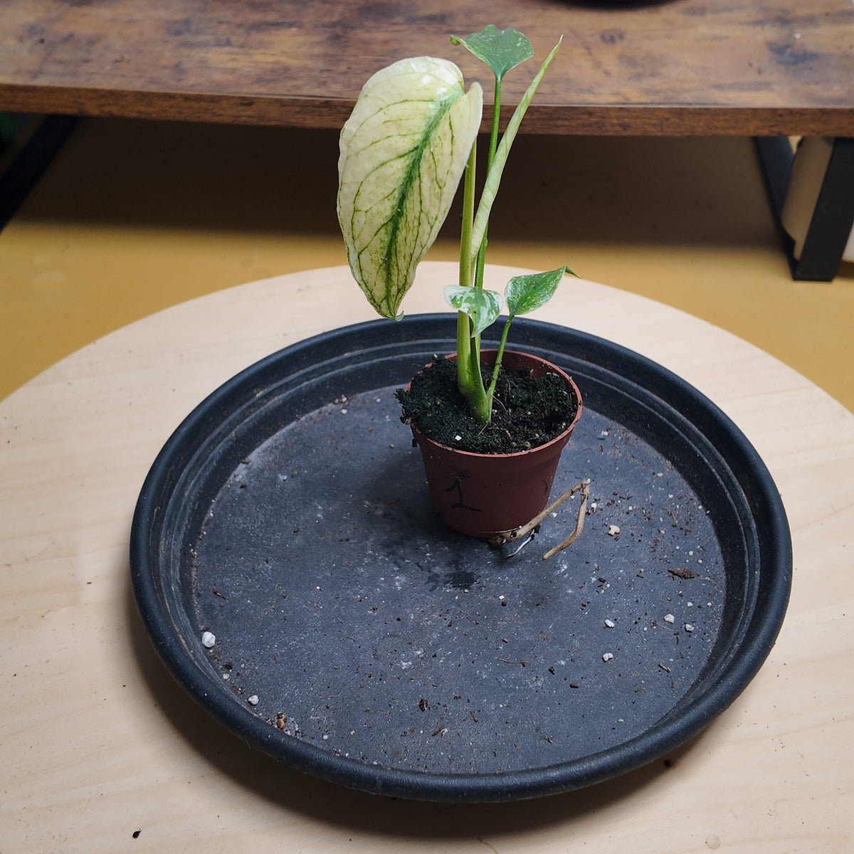 Monstera mint