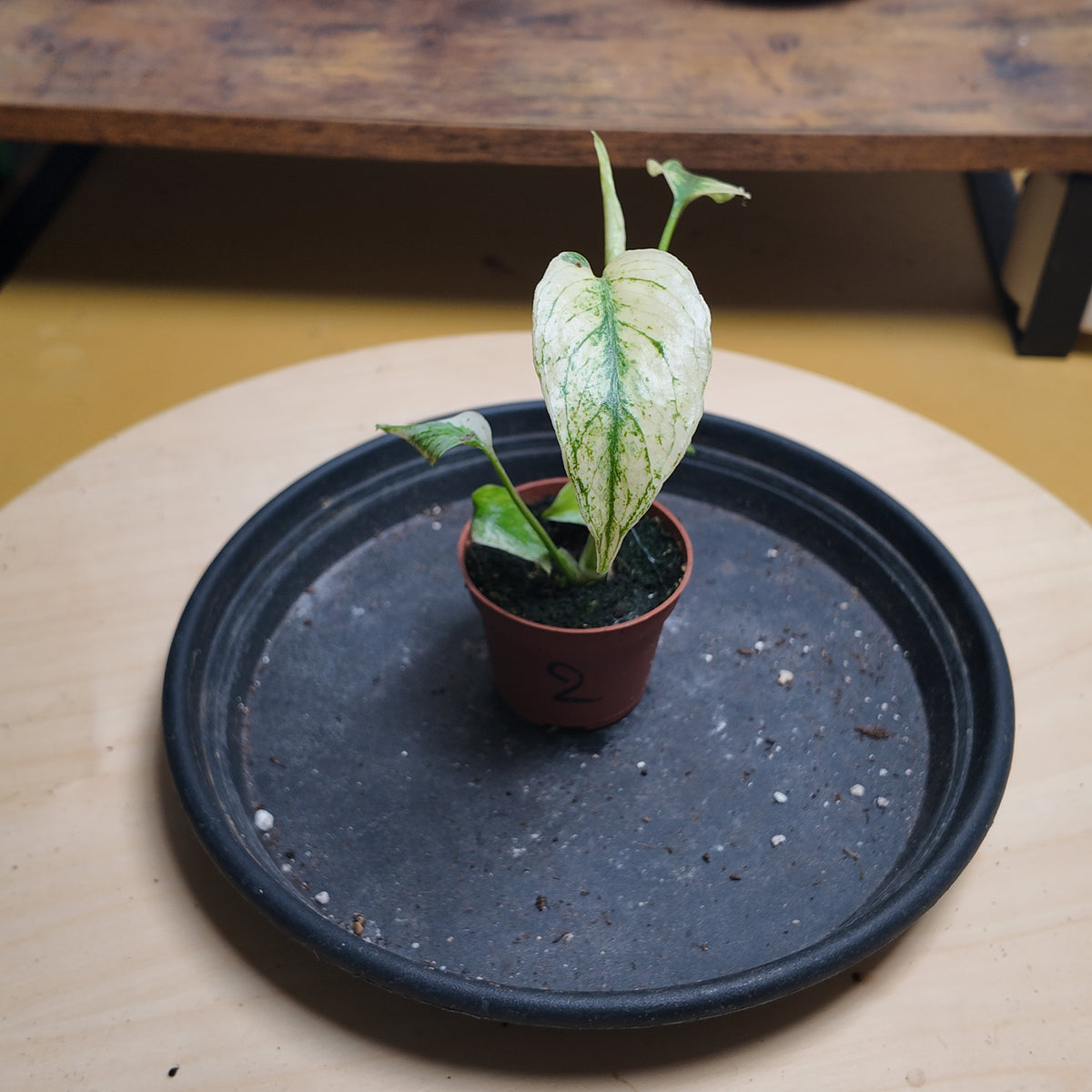Monstera mint