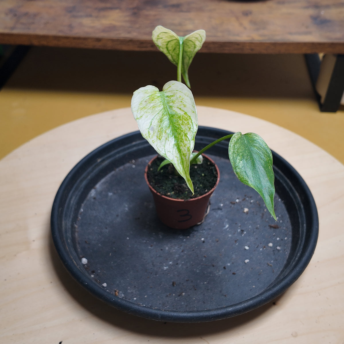 Monstera mint