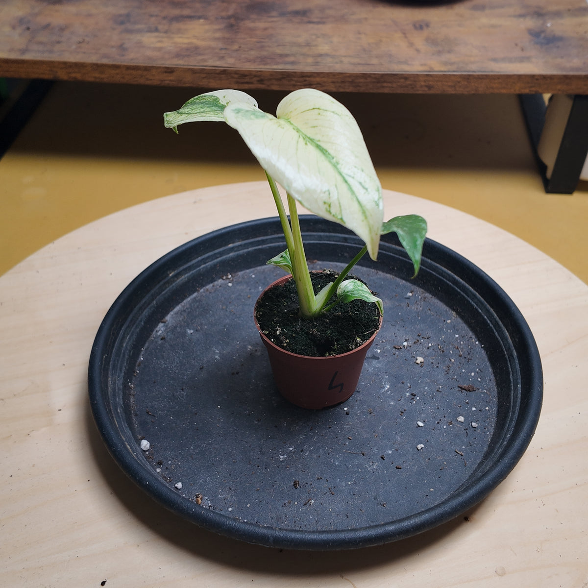 Monstera mint