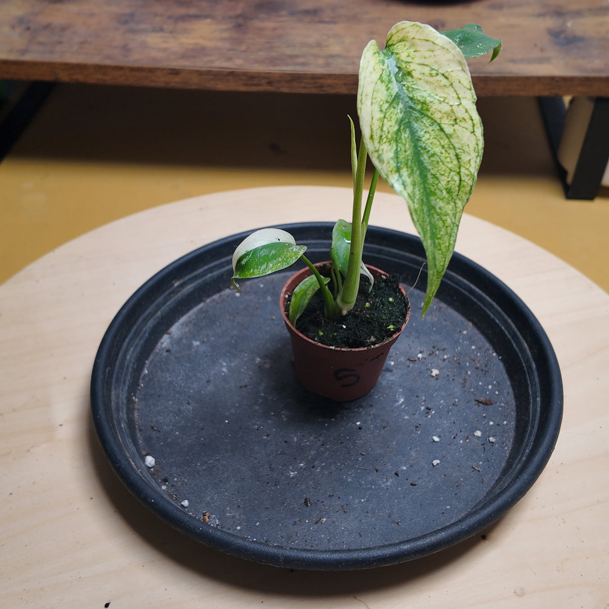 Monstera mint