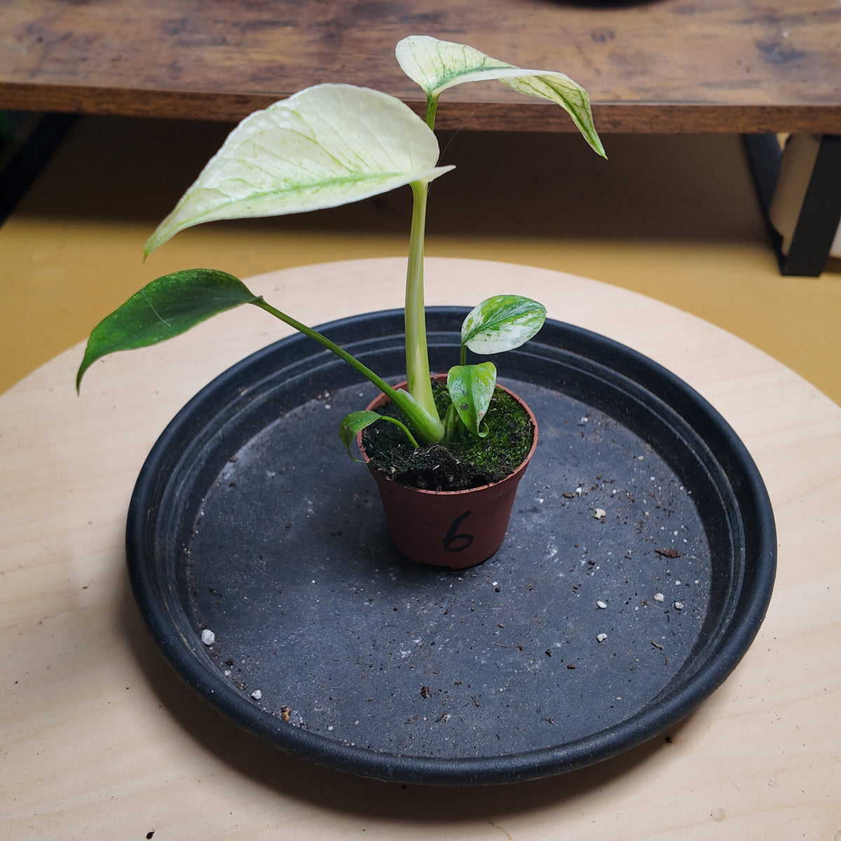 Monstera mint