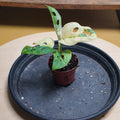 Monstera adansonii variegata