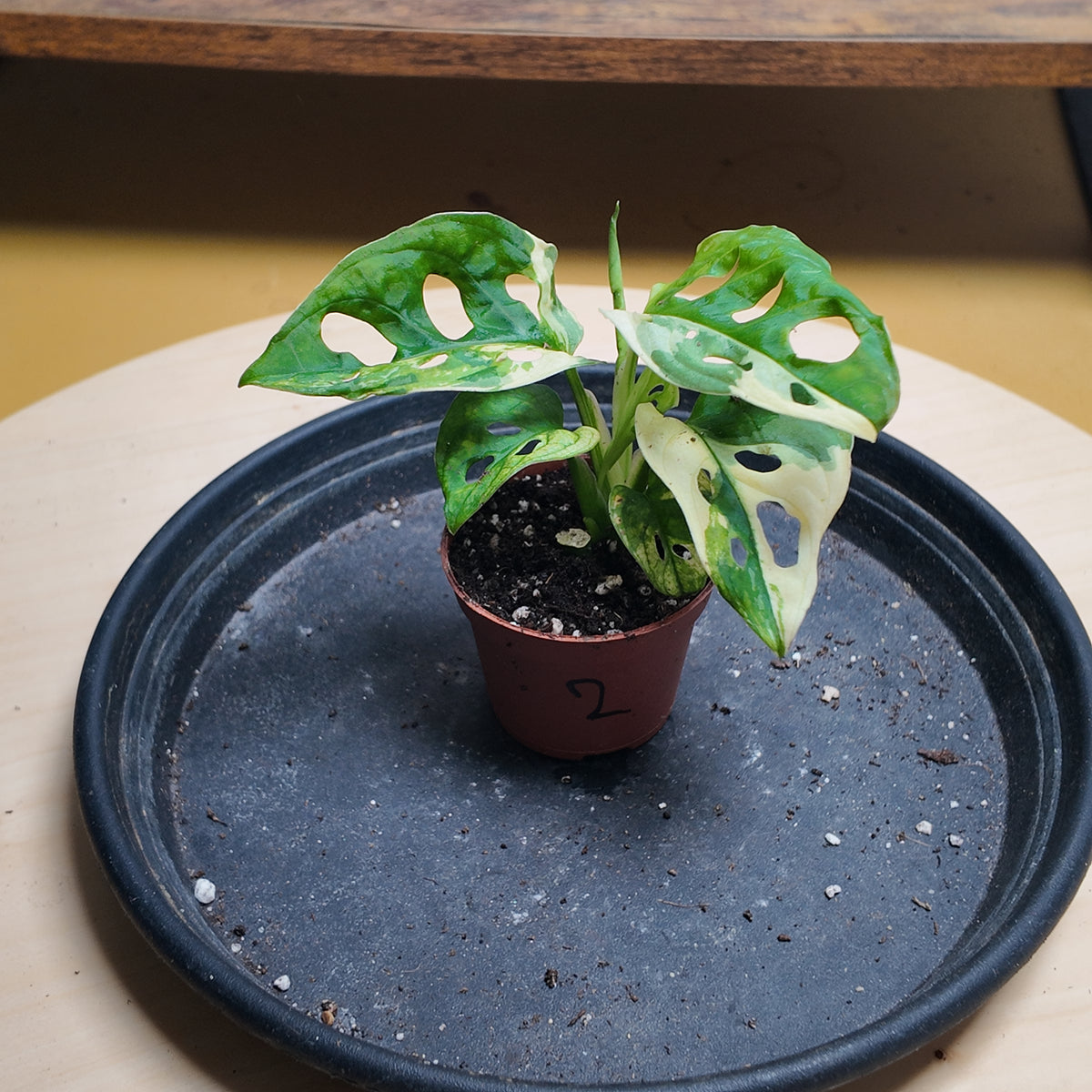 Monstera adansonii variegata